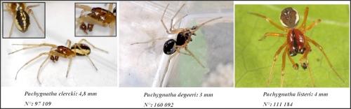 Pachygnatha sp.